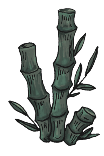 cactus (2)